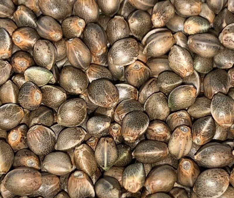 Nutrition and Hemp