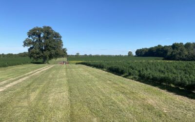 Frequently Asked Questions About Hemp and Hemp Products