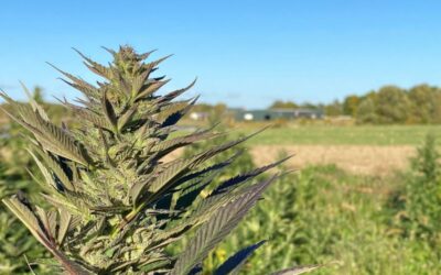 The Major Types of Cannabinoids in Hemp Products and How They Differ