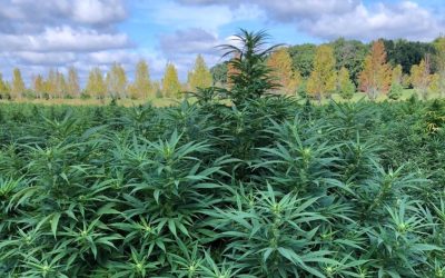 Triploid CBDV Strains Have Arrived