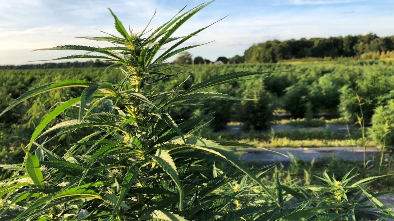 up close hemp bud in field