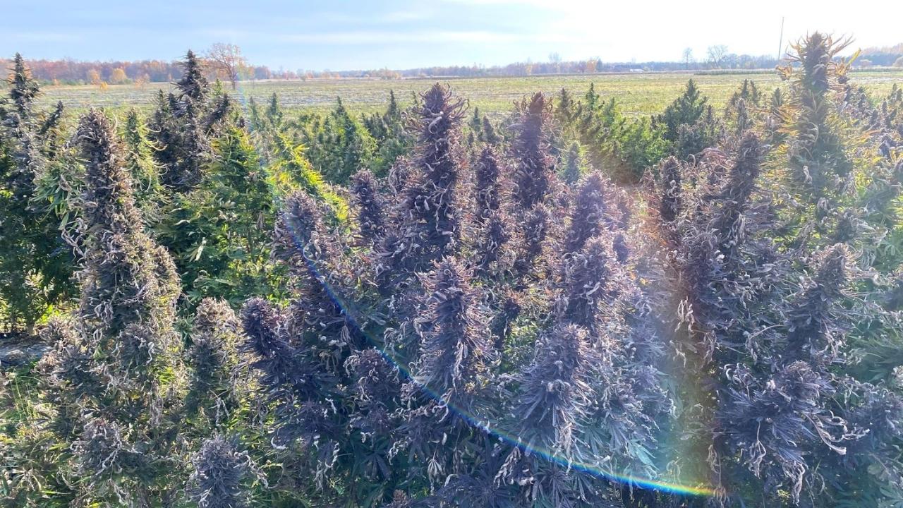 MBAF Product Assortment